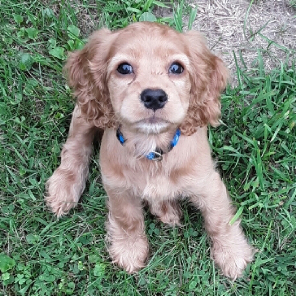 Meet your Posher, Carmen